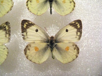 Colias sp..JPG