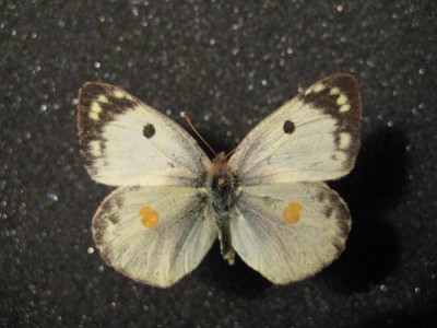 Colias sp....JPG