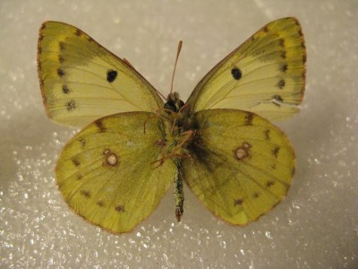 Colias hyale.JPG