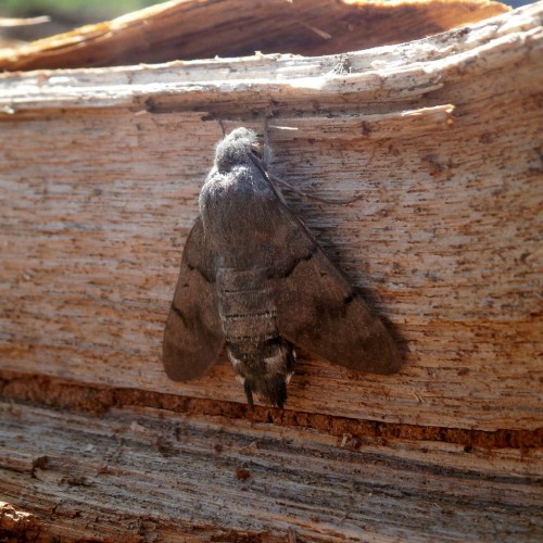 Macroglossum stellatarum odpoczywający na sągowym drewnie.