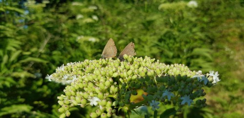 Satyrium ilicis