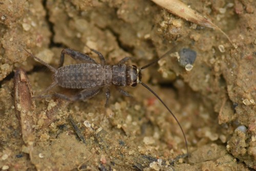 larwa świerszcza południowego Eumodicogryllus bordigalensis