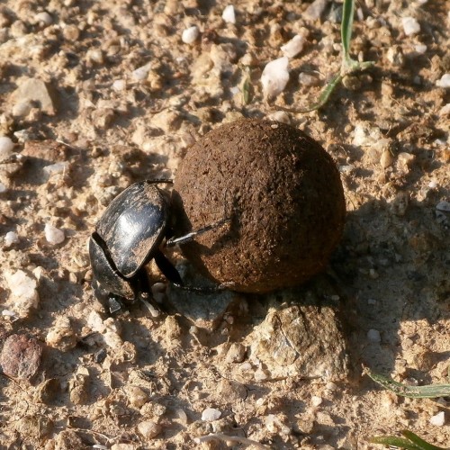 Scarabaeus sp. podczas charakterystycznej dla niego czynności.