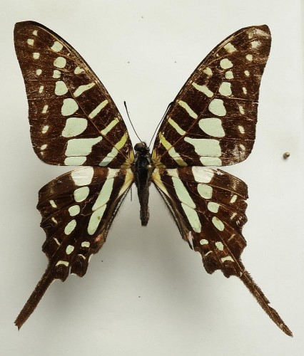 Graphium policenes 64 mm.jpg