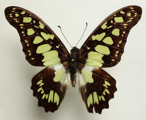 Graphium tynderaeus 70 mm.jpg