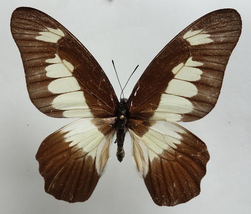 Graphium ucalegonides 67 mm.jpg