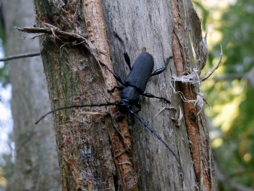 Ropalopus clavipes. Zwykle w okolicy bardzo liczny, w tym roku jakoś nie.