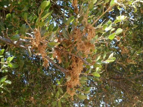 Przekwitający dąb kermesowy Quercus coccifera - Zachodnia Ossa, okolice Spilii, 10 VII 2020.