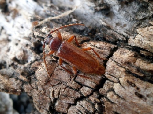 Alocerus moesiacus. Odnotowany na 4 stanowiskach u podnóży Ossy.