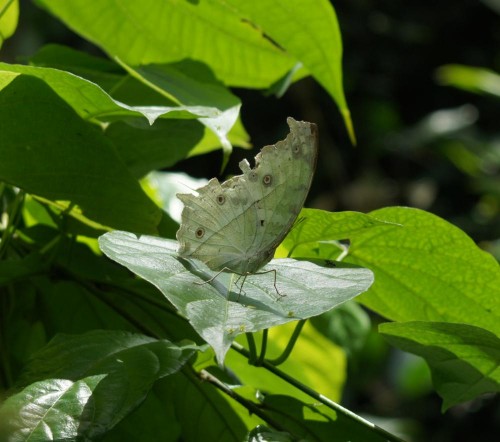 Protogoniomorpha parhassus.jpg