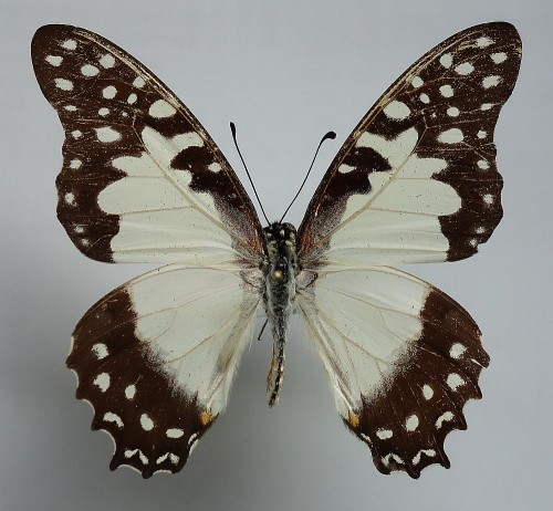 Graphium angolanus baronis 56 mm.jpg