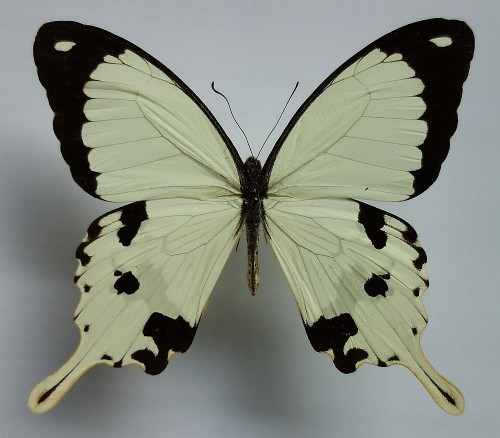 Papilio dardanus 90 mm.jpg