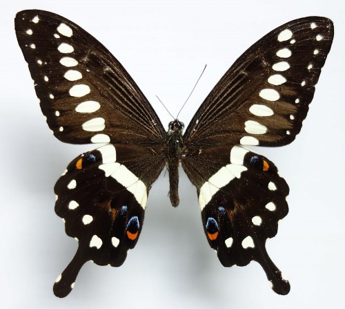 Papilio lormieri 102 mm.jpg