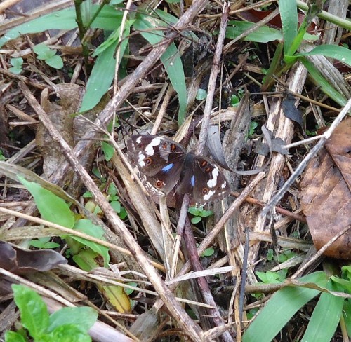 Wszędobylska  Junonia oenone w naturze.jpg