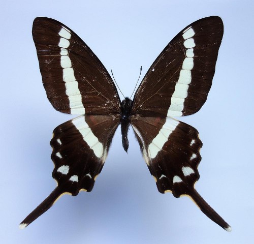 Graphium illyris 68 mm.jpg