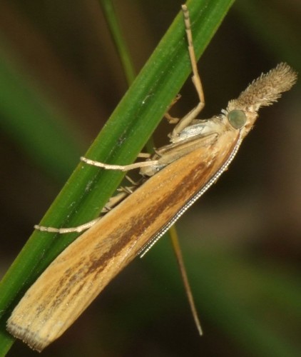 2. DSCF6446.JPG - Agriphila tristella<br />07.08.2014, Wiele (XV98)