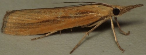 3. DSCF6201.JPG - Agriphila tristella<br />04.08.2014, Wiele (XV98)