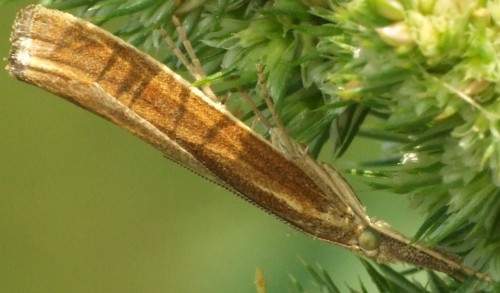 4. DSCF5297.JPG - Pediasia luteella<br />14.08.2020, Stary Gostyń (XT35)