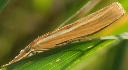 6. DSCF5062.JPG - Agriphila tristella/selasella z większym prawdopodobieństwem dla tej pierwszej<br />14.08.2020, Stary Gostyń (XT35)