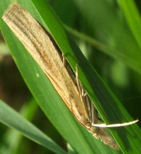 7. DSCF5205.JPG - Agriphila tristella lub Pediasia luteella<br />14.08.2020, Stary Gostyń (XT35)