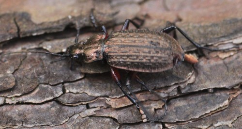 10_Carabus_5608_Krepa_WT36.jpg