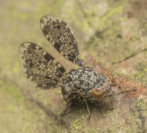 Callopistromyia annulipes.jpg