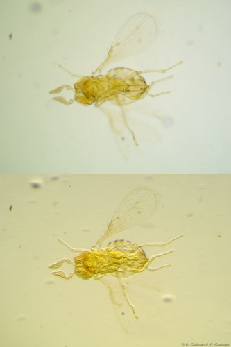 Trichogramma embryophagum, ob. 10x