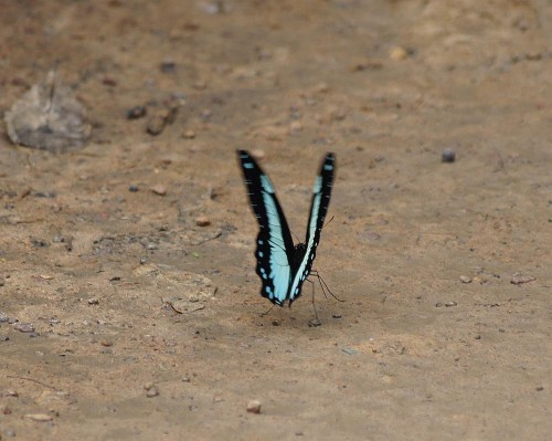 Papilio nireus szykujący się do odlotu.jpg