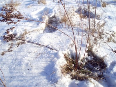Ślad na śniegu pokazuje skąd pochodzi pęd.