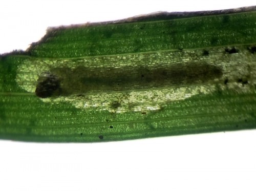 E. gleichenella (1).jpg