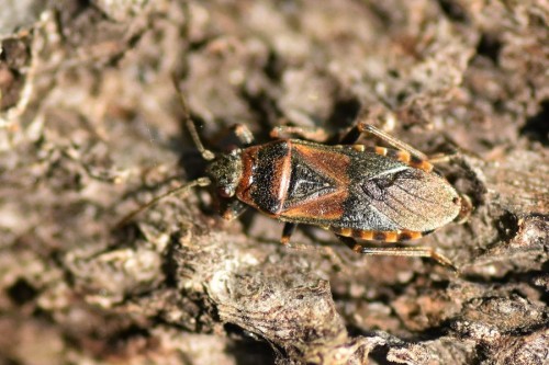 Arocatus melanocephalus