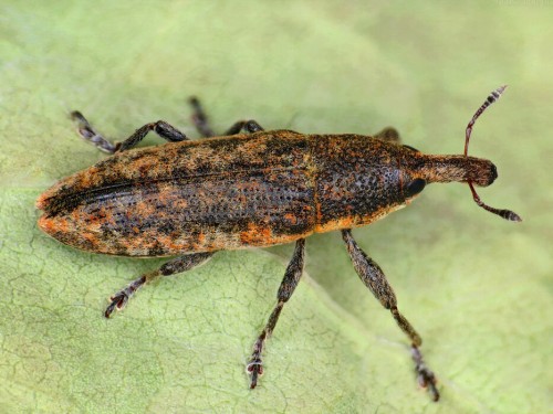 Lixus_subtilis.jpg