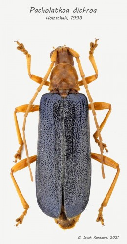 pacholatkoa dichroa Holzschuh, 1993.jpg