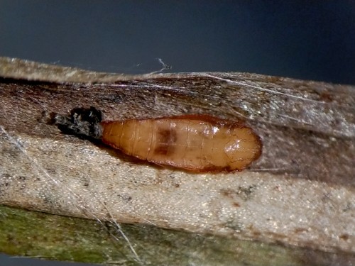 E. gleichenella (4).jpg