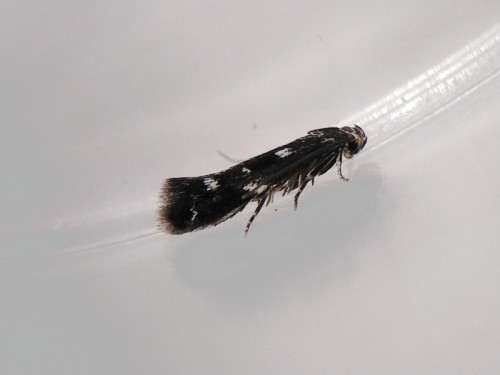 Elachista trapeziella.jpg