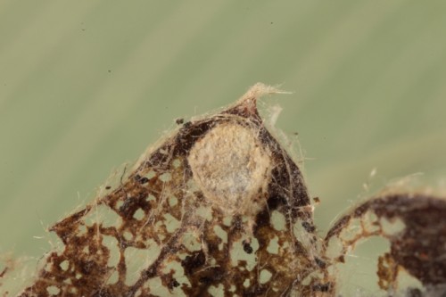 Selagia argyrella hibernakulum gąsienicy.jpg