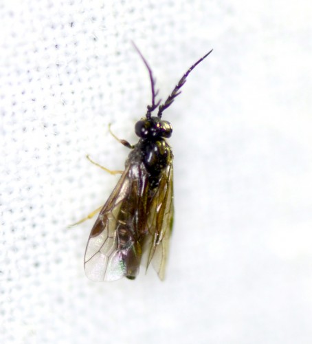 Cladius pectinicornis.jpg