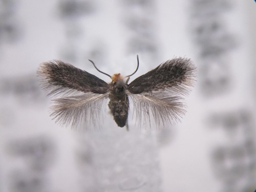 Stigmella sanguisorbae