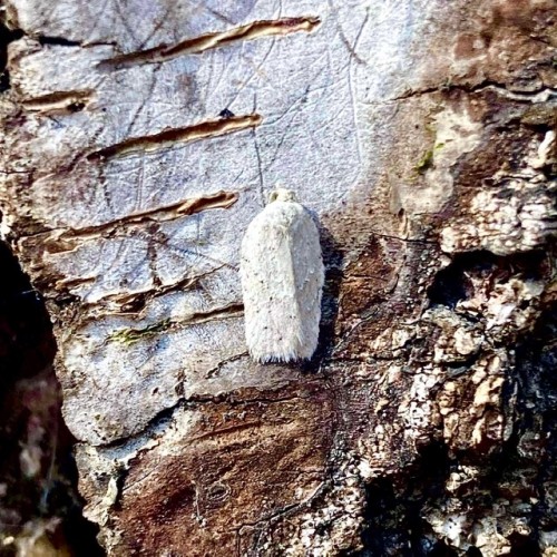 Acleris logiana <br />27 III 2021<br />Warszawa (Targówek), EC09