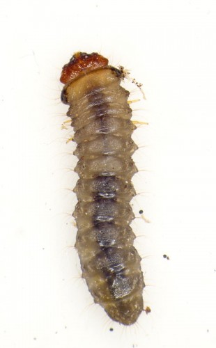 larva galazka 2.jpg