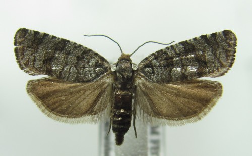 Retinia resinella (Linnaeus, 1758)