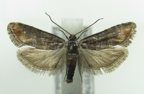 Rhyacionia duplana (Hübner, 1813), samiec