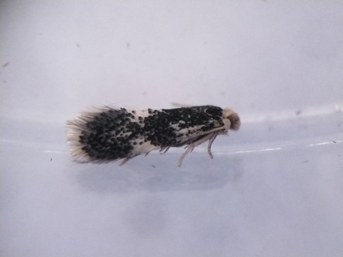 Ectoedemia turbidella.jpg