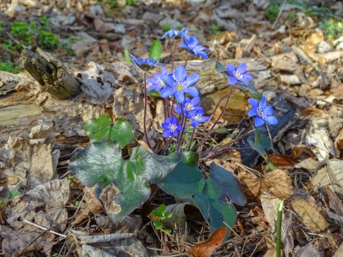 Przylaszczka Hepatica nobilis_P. Kozienicka.jpg