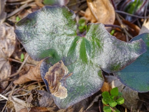 Mina na liściu przylaszki Hepatica nobilis.jpg