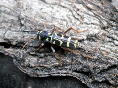 Xylotrechus arvicola - Grecja, Ossa, hodowla z bukowego pniaka.