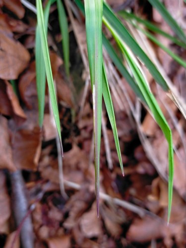 Calamagrostis.jpg