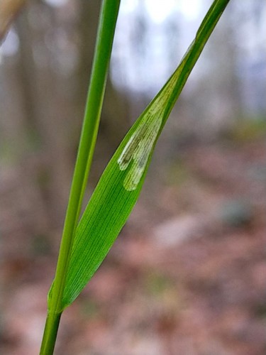 Calamagrostis2.jpg