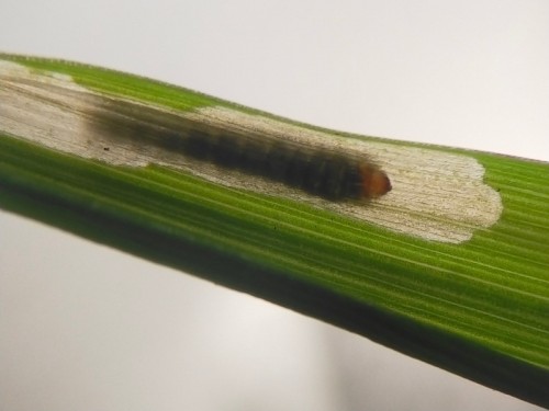 Calamagrostis3.jpg