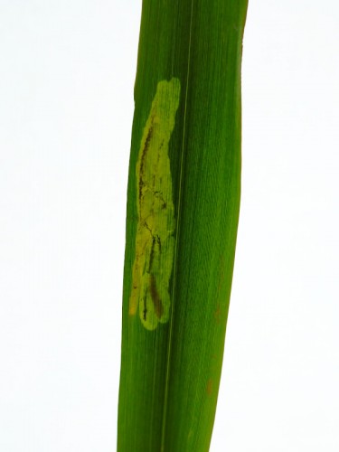 maculicerusella.jpg